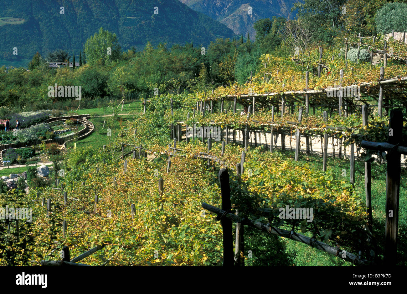 Weinberg, Schloss Trauttmansdorff, Meran, Trentino Alto Adige, Italien Stockfoto