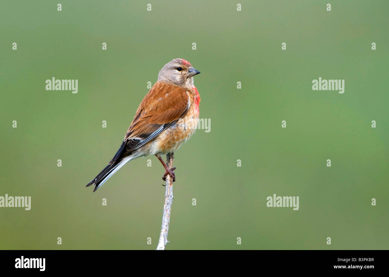 Hänfling (Zuchtjahr Cannabina) Stockfoto