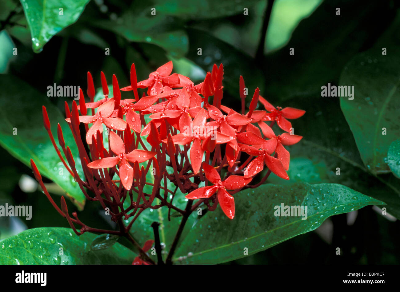 IXORA javanica Stockfoto