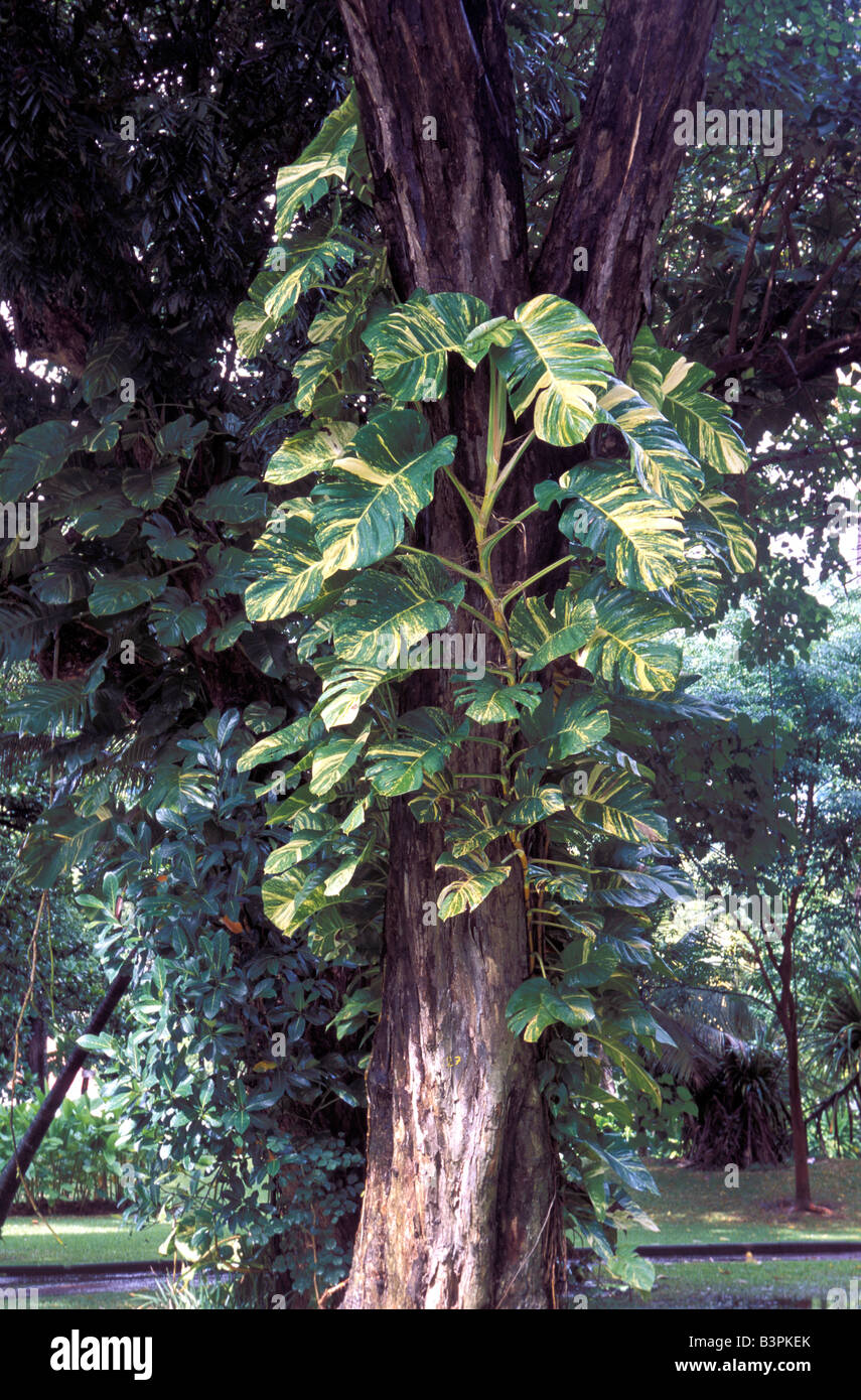 Philodendron SP auf einem Baum. Stockfoto