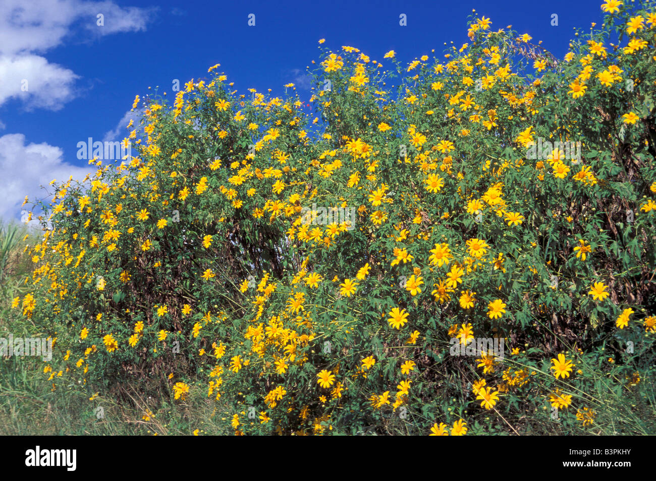 Tithonia diversifolia Stockfoto