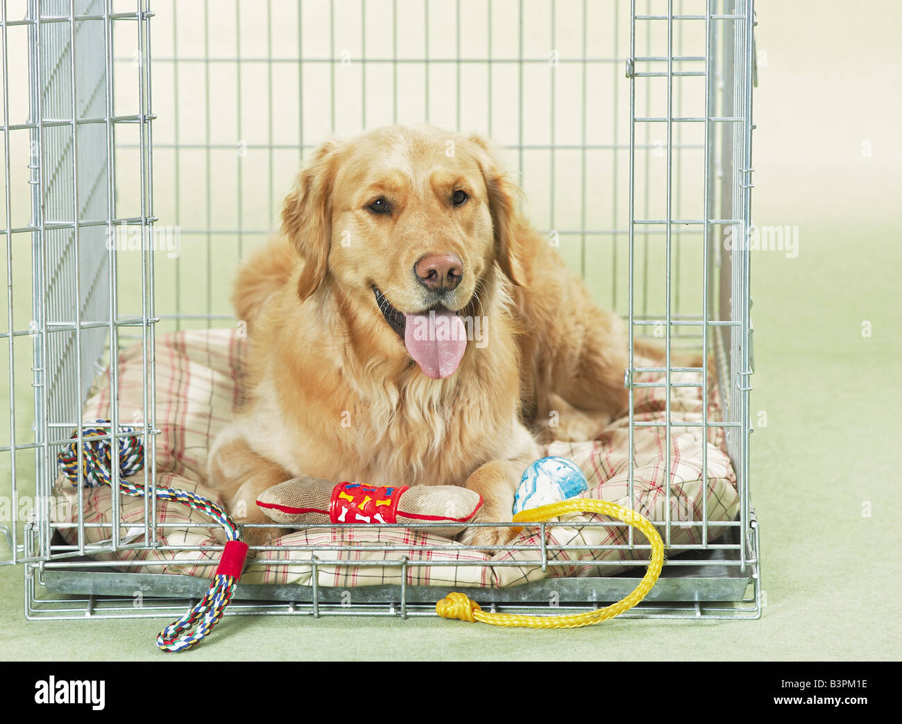 Golden Retriever - Transport Box / Stockfoto