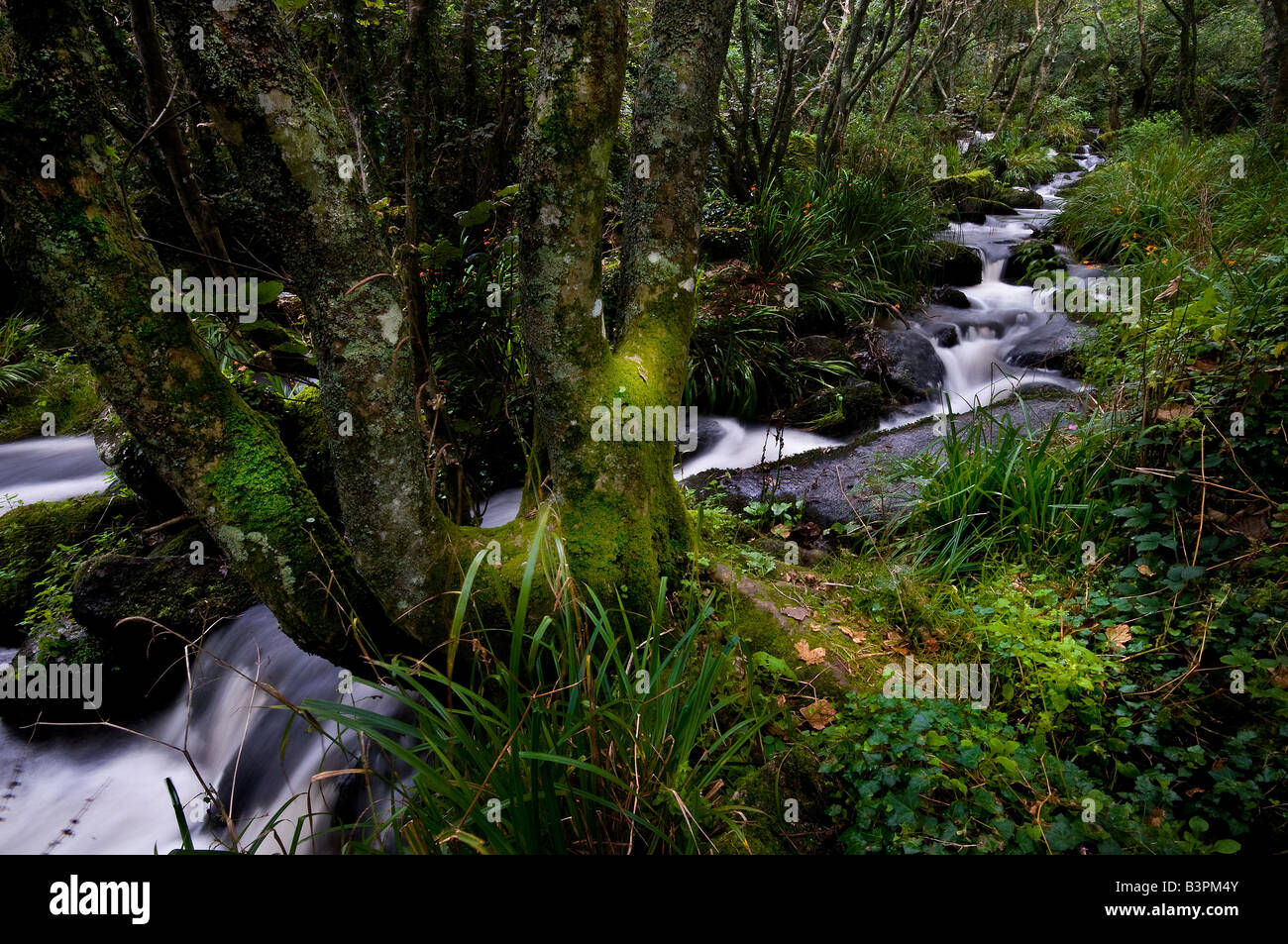 Einem schnell fließenden Bach durch später Tal in Cornwall. Stockfoto