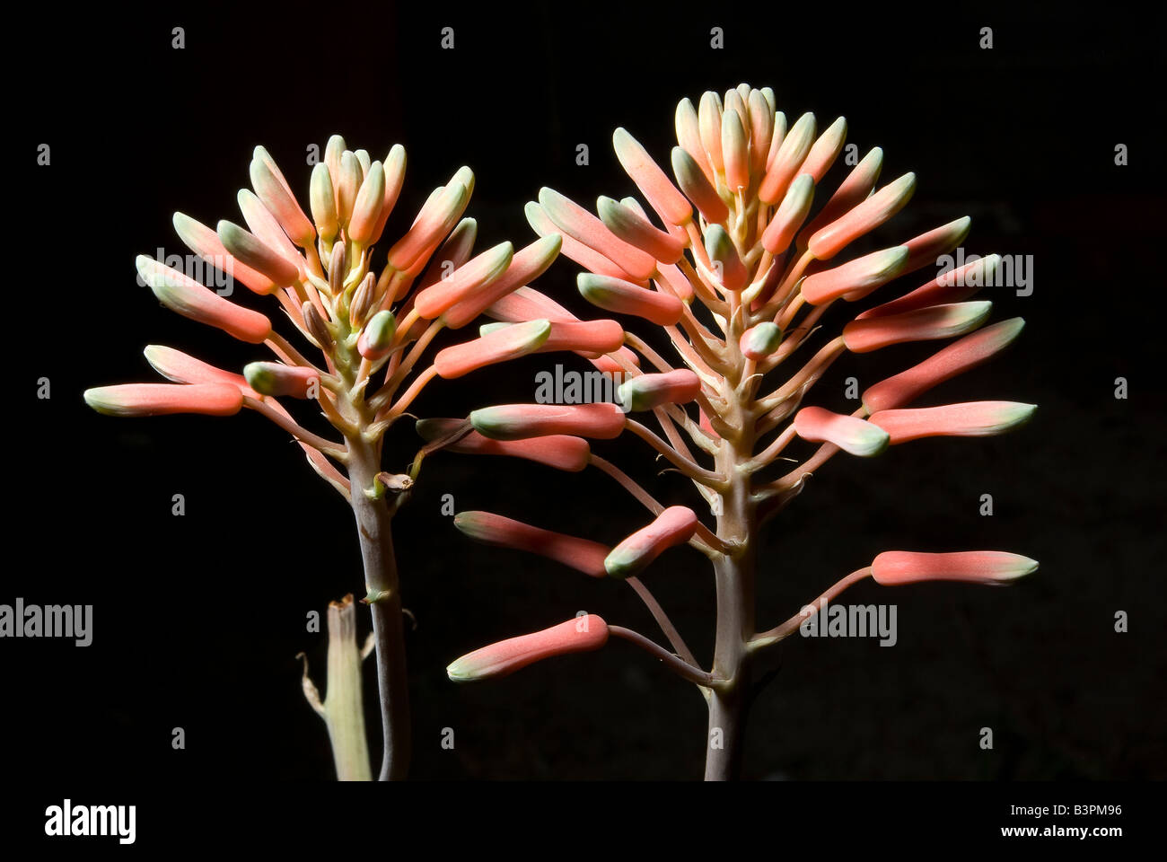 Rosa aloe vera -Fotos und -Bildmaterial in hoher Auflsung  Alamy