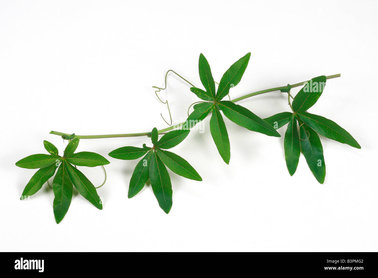Zweig der Passionsblume Stockfoto