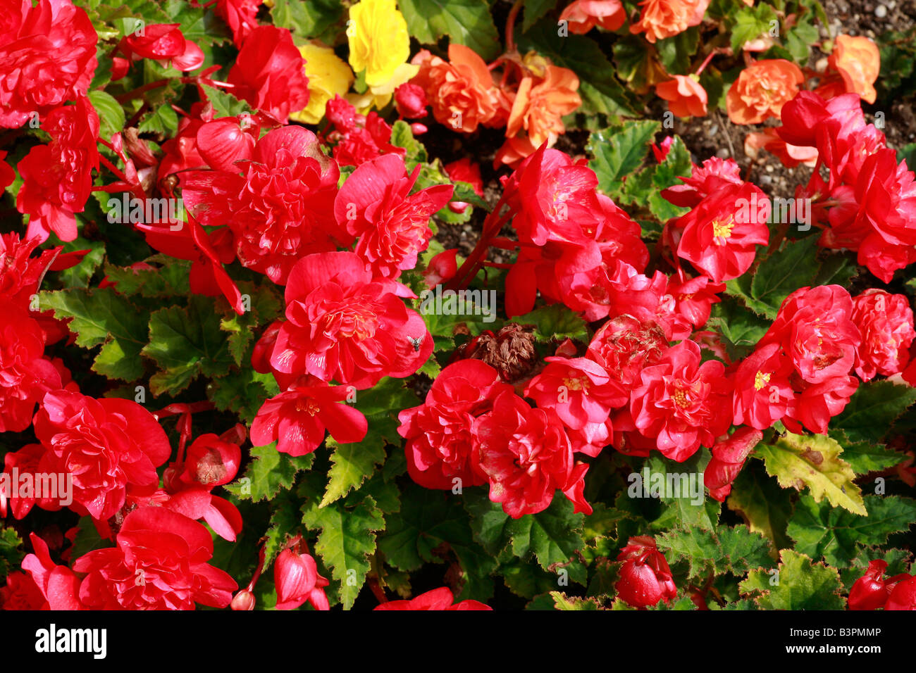 Begonia X tuberhybrida "Non-Stop" Stockfoto