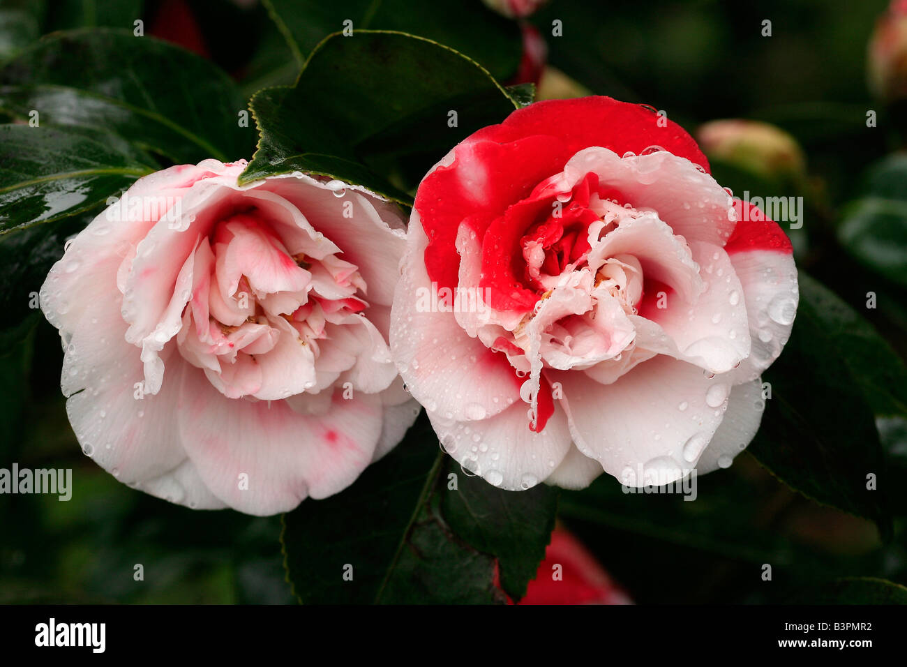 Camellia Japonica "Generale Coletti" Stockfoto