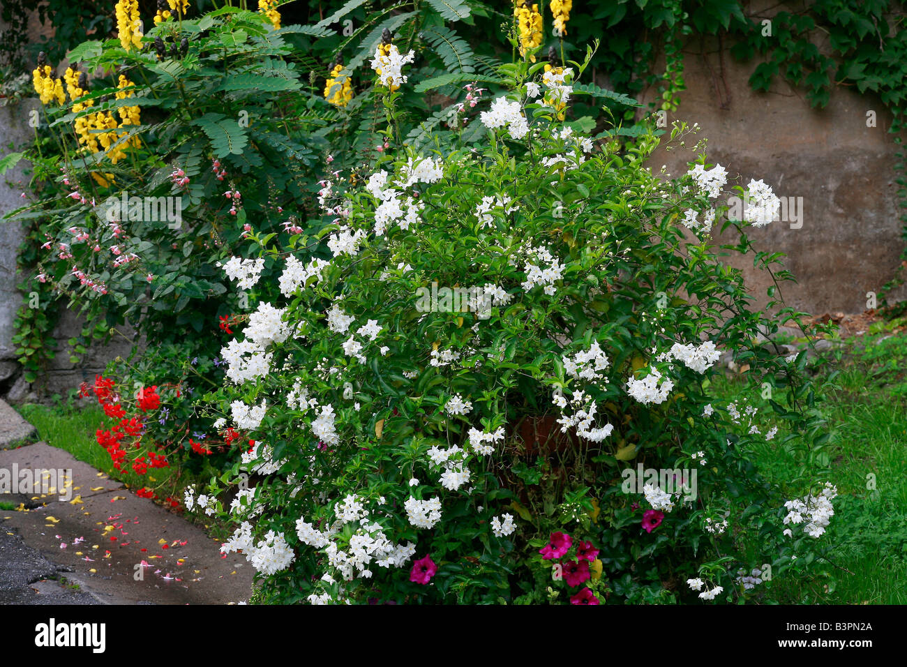 Solanum Jasminoides "Album" Stockfoto