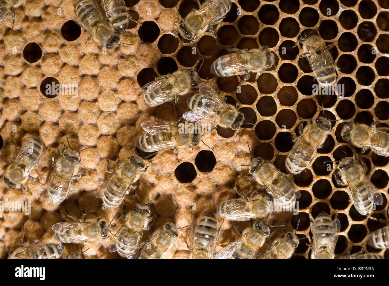 Bienen (Apis Melifera Carnica) in einem Bienenstock Stockfoto