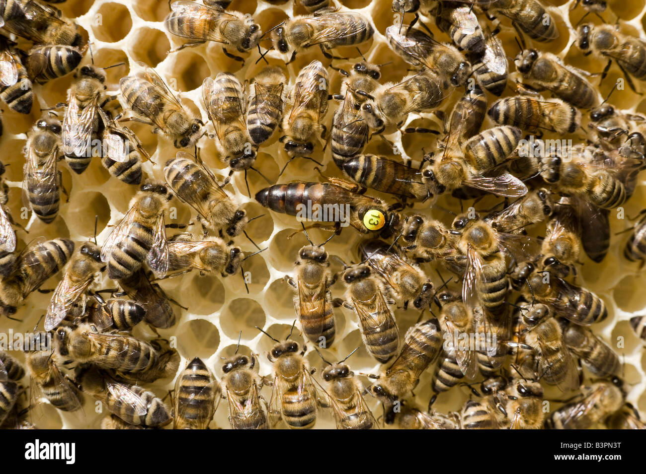 Bienen (Apis Melifera Carnica) in einem Bienenstock, die Königin wird mit einer Zahl markiert Stockfoto