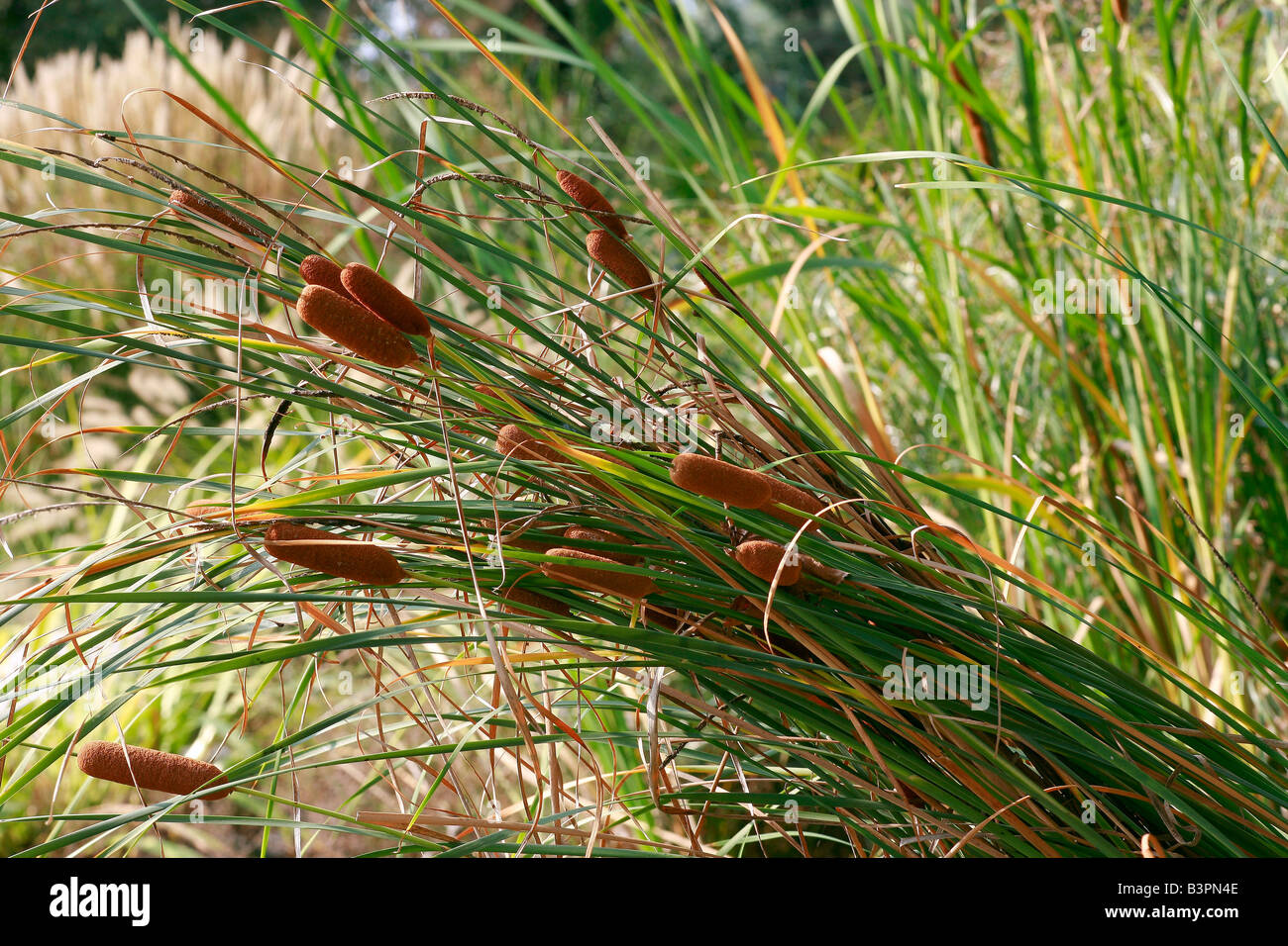 Typha angustifolia Stockfoto