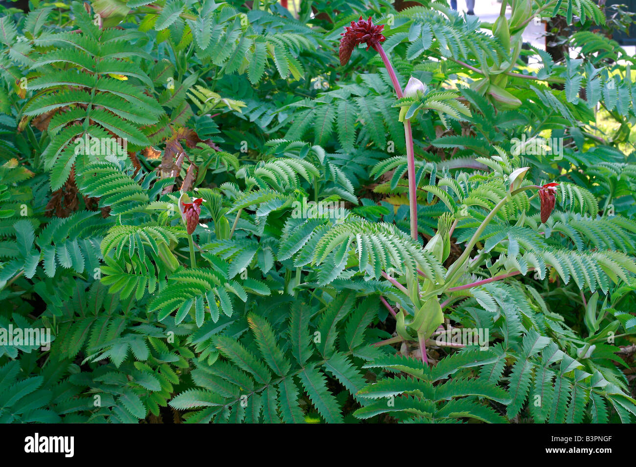 Melianthus großen Stockfoto