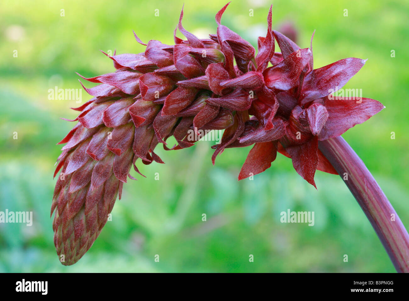 Melianthus großen Stockfoto