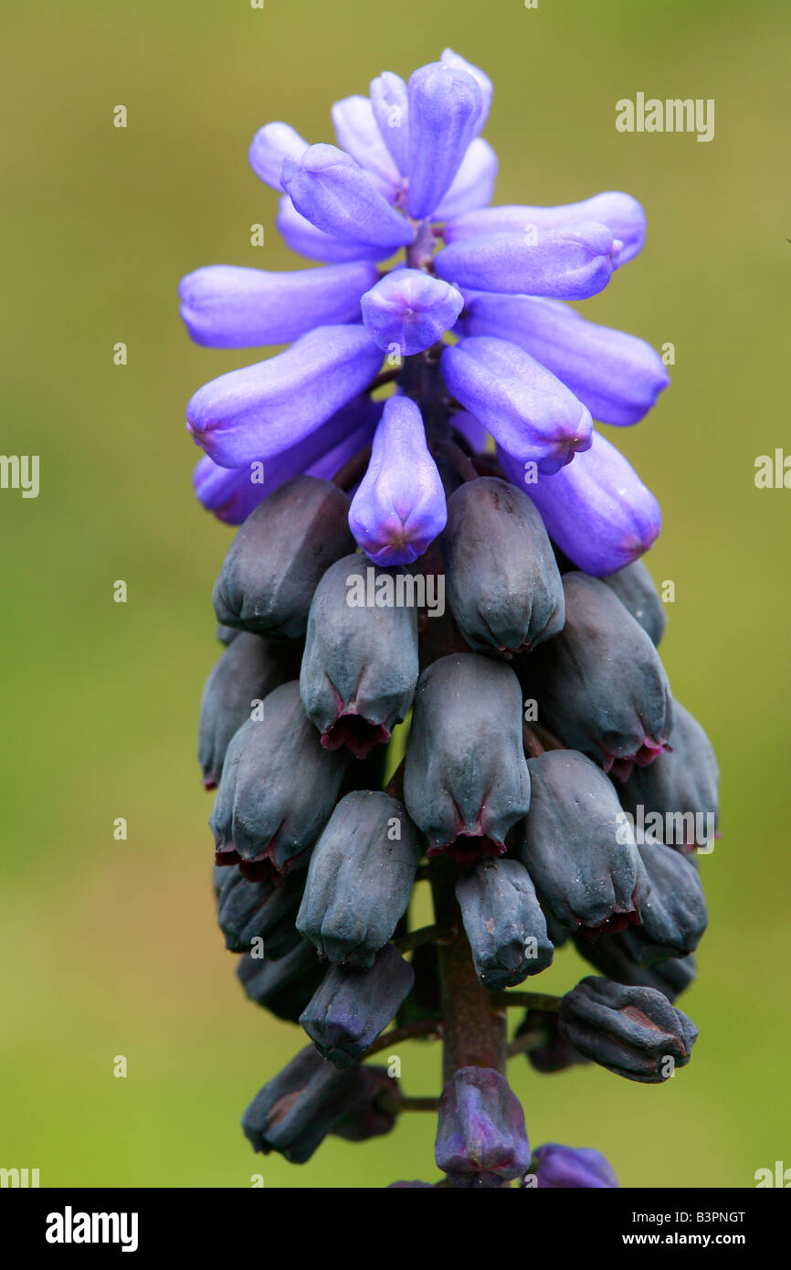 Muscari latifolium Stockfoto
