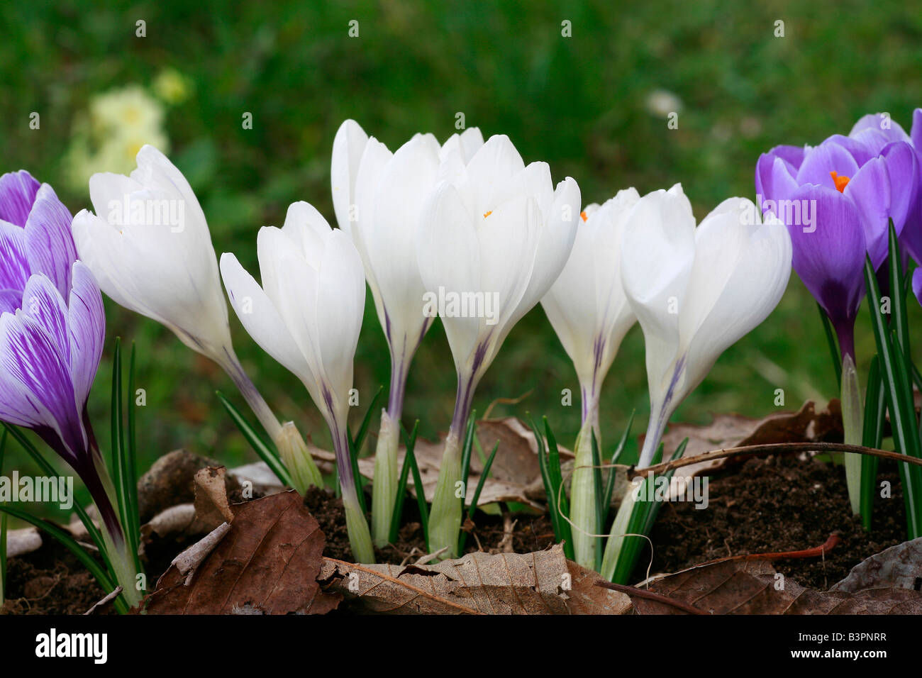 Crocus Vernus "Jeanne d ' Arc" Stockfoto