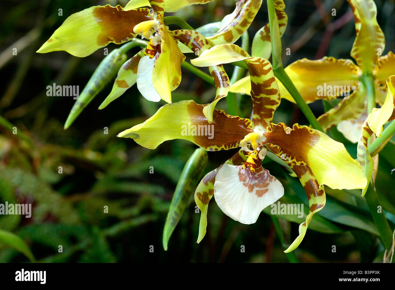Rossioglossum grande Stockfoto