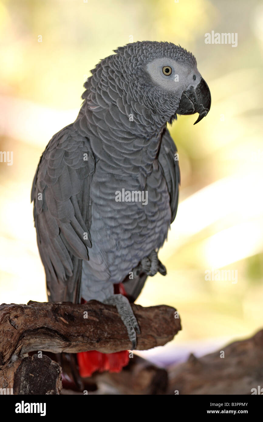 Afrikanisches Grau-Papagei (Psittacus Erithacus Timneh), Erwachsene, ursprünglich aus West- und Zentralafrika Stockfoto