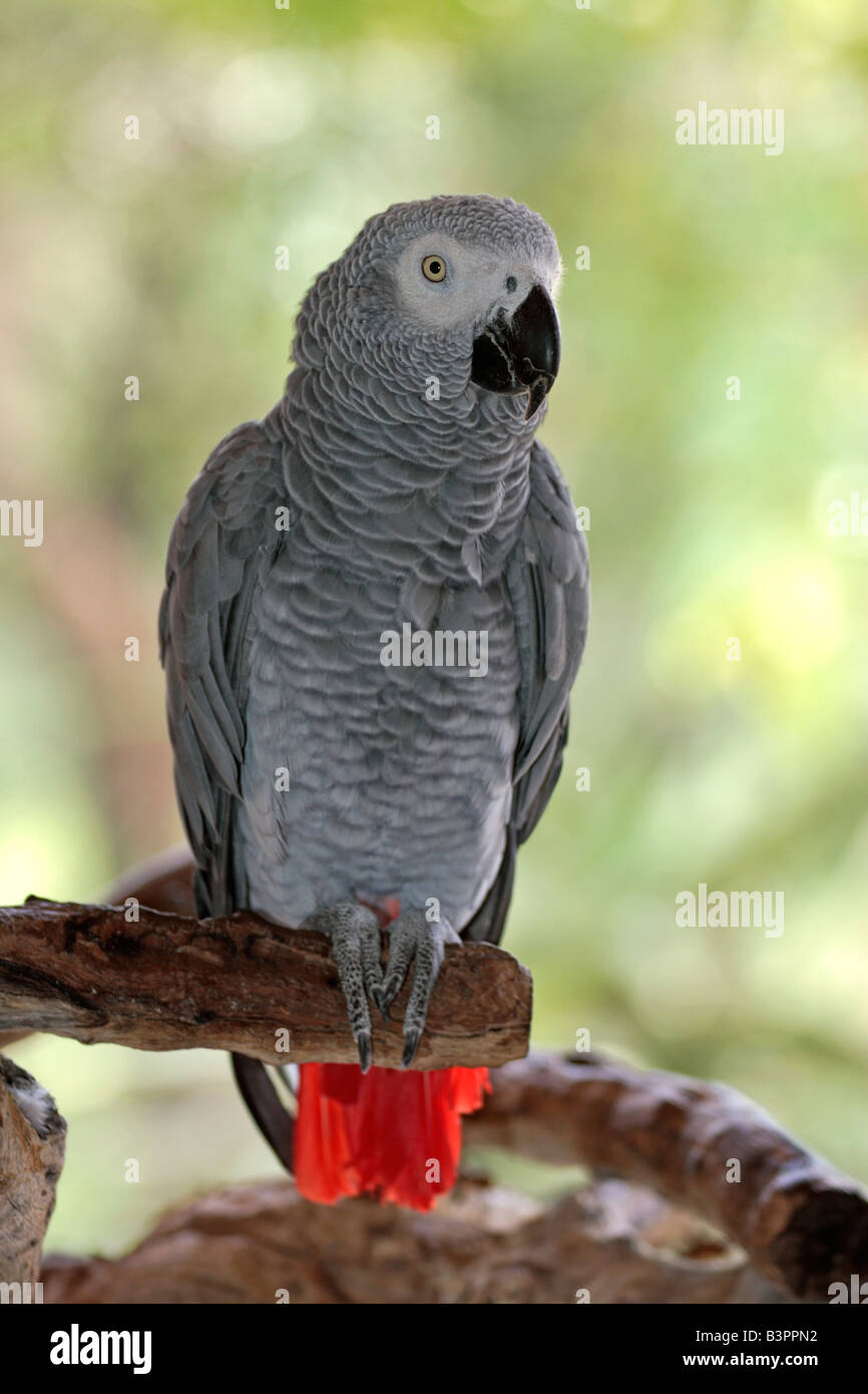 Afrikanisches Grau-Papagei (Psittacus Erithacus Timneh), Erwachsene, ursprünglich aus West- und Zentralafrika Stockfoto