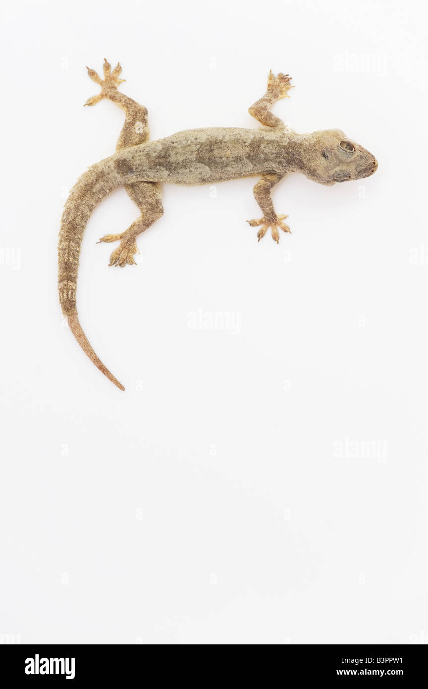 Gecko auf weiß Stockfoto