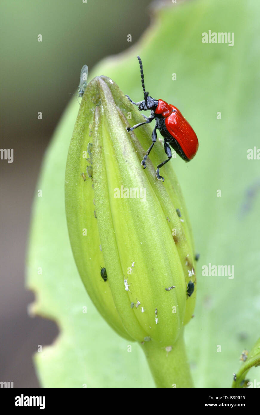 Scarlet Lily Beetle (Lilioceris Lilii) Stockfoto