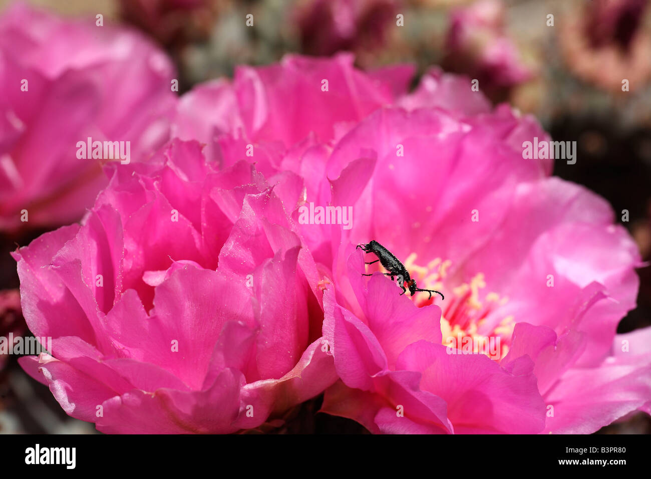 Rosa Blüte Beavertail Kaktus (Opuntia Basilaris) mit einem Rüsselkäfer, Kalifornien, USA, Nordamerika Stockfoto