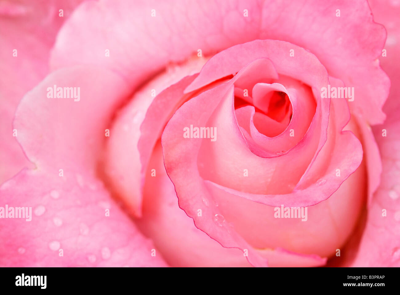 Rose Blüte (Rosa), regionale Gartenschau, Ulm, Baden-Württemberg, Deutschland, Europa Stockfoto