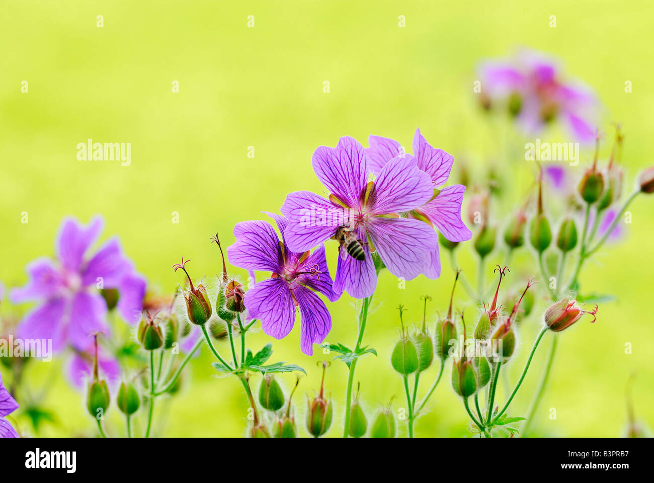 Bill Wiese Crane (Geranium Pratense), regionale Gartenschau, Ulm, Baden-Württemberg, Deutschland, Europa Stockfoto