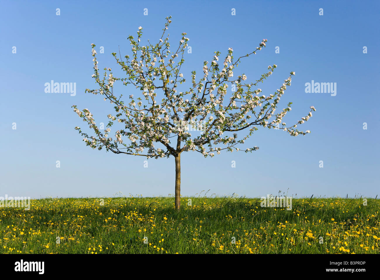 Ein junger Apfelbaum (Malus Domestica) in voller Blüte Stockfoto