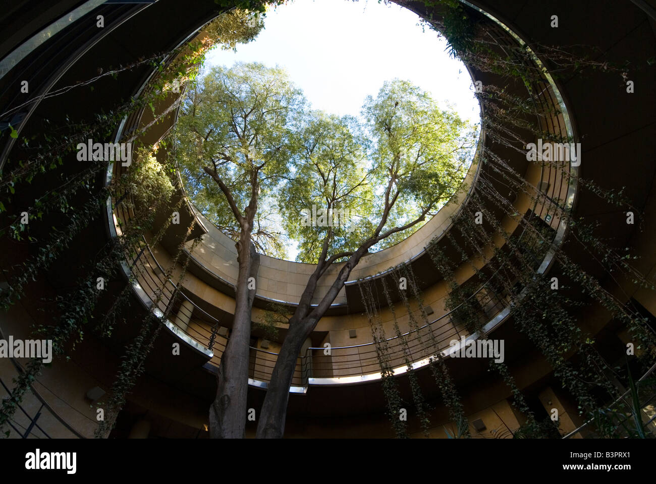 Baum wächst in Richtung Himmel in einen runden Innenhof Eingang zum Botanischen Garten oder botanischen Jardi in Valencia, Spanien Stockfoto