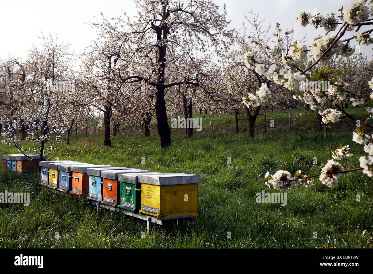 Kirschbäume und Imkerei, Sus di Pergine, Trentino Alto Adige, Italien Stockfoto