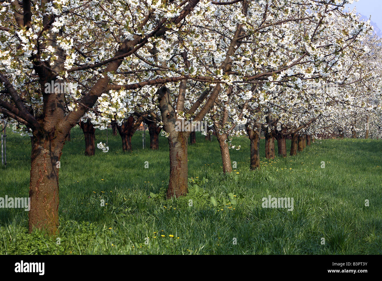 Kirschbäume, Sus di Pergine, Trentino Alto Adige, Italien Stockfoto