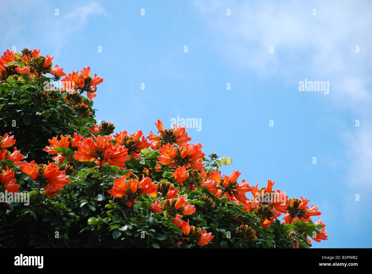 Baum mit roten Blüten Stockfoto