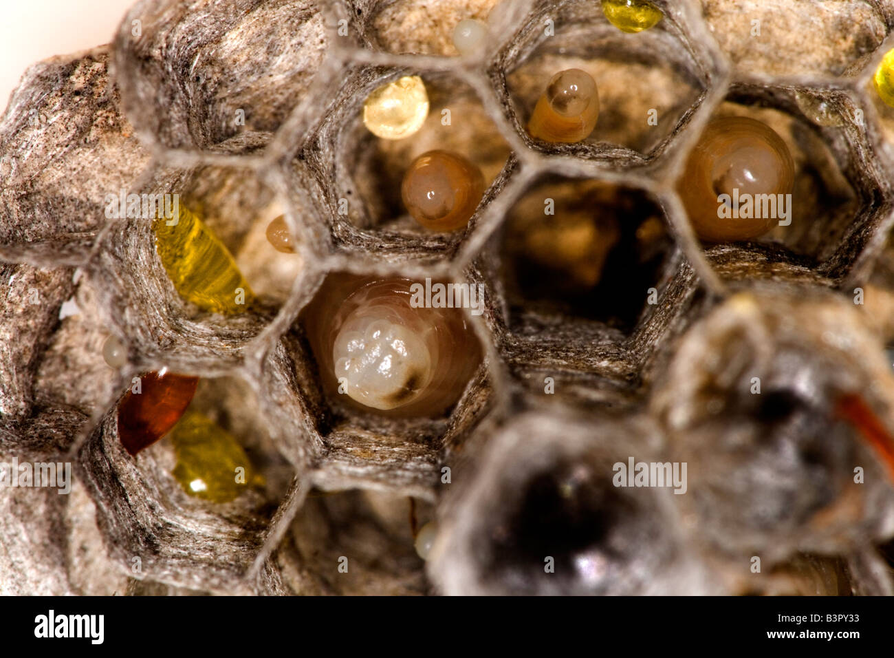 Eiern und Larven in verschiedenen Stadien der Entwicklung in das Nest der gemeinsamen Papier Wespe (Polistes Humilis). Stockfoto