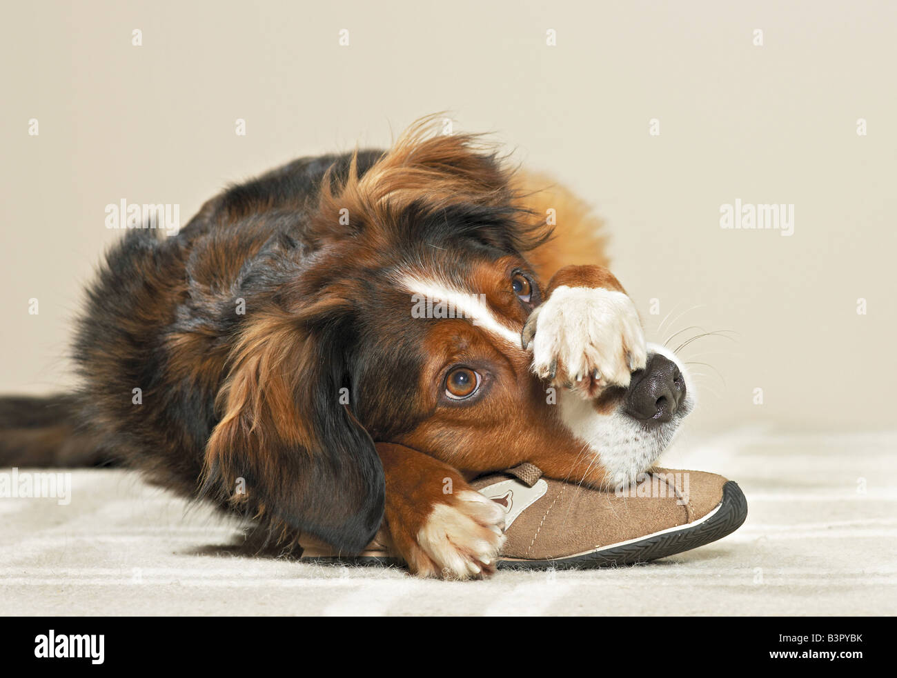 Mischlingen mit gestohlenen Schuh. Deutschland Stockfoto