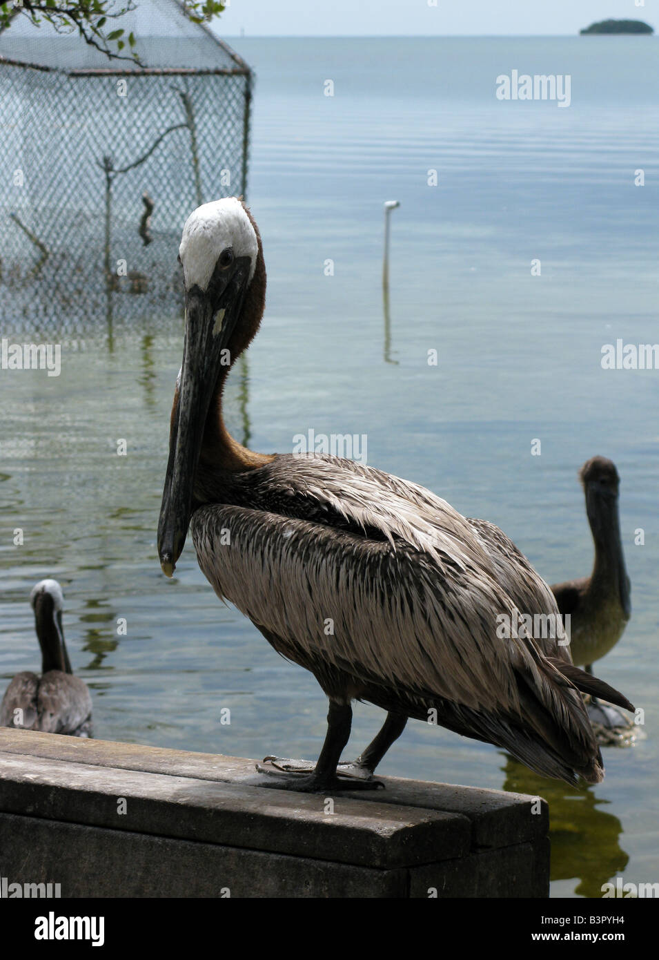 Brauner Pelikan, Florida Keys, USA Stockfoto