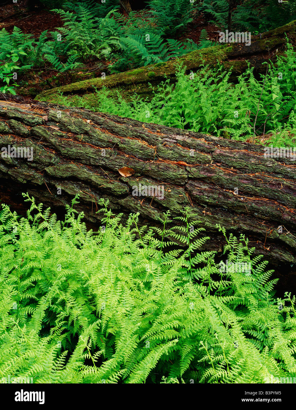 SOMMER-DETAIL VON FARNEN UND GEFALLENEN WEYMOUTHS-KIEFER, HERZ SZENISCHE INHALTSBEREICH, ALLEGHENY NATIONAL FOREST, PENNSYLVANIA, USA Stockfoto