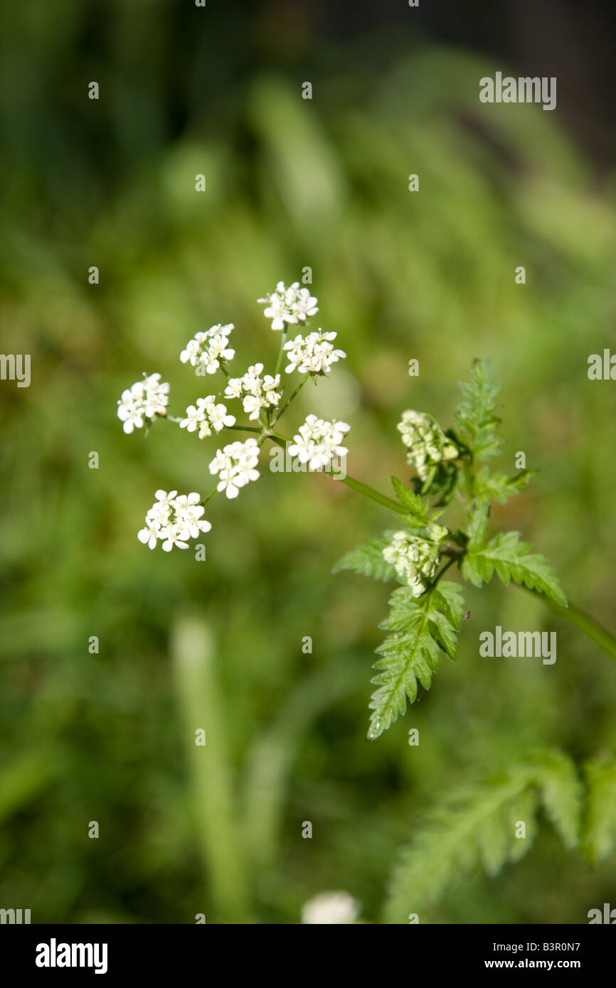 Kuh-Petersilie Anthriscus Sylvestris auch bekannt als wilder Kerbel, wilde Schnabel Petersilie und Keck Stockfoto