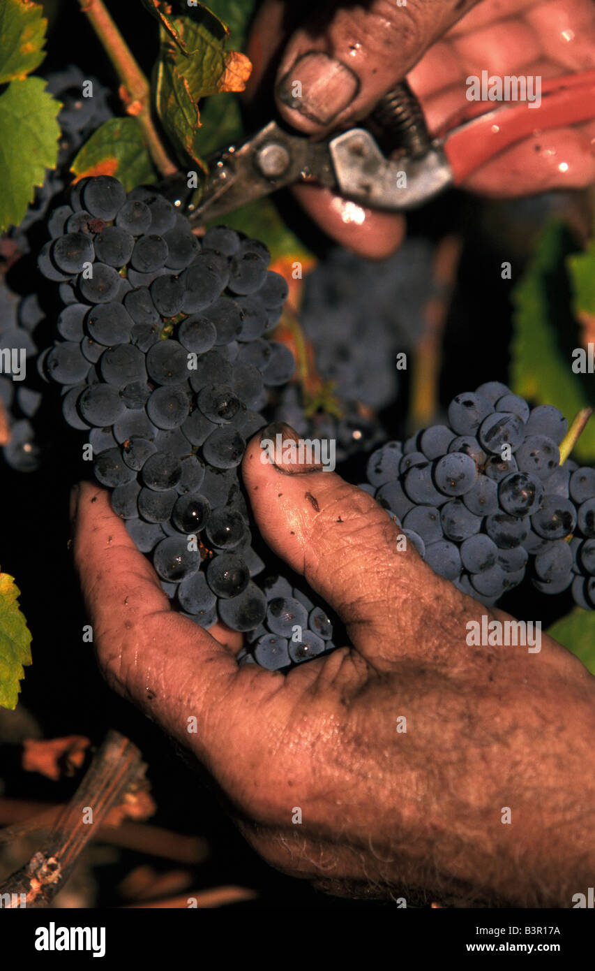 Kommissionierung von Weintrauben Australien Stockfoto
