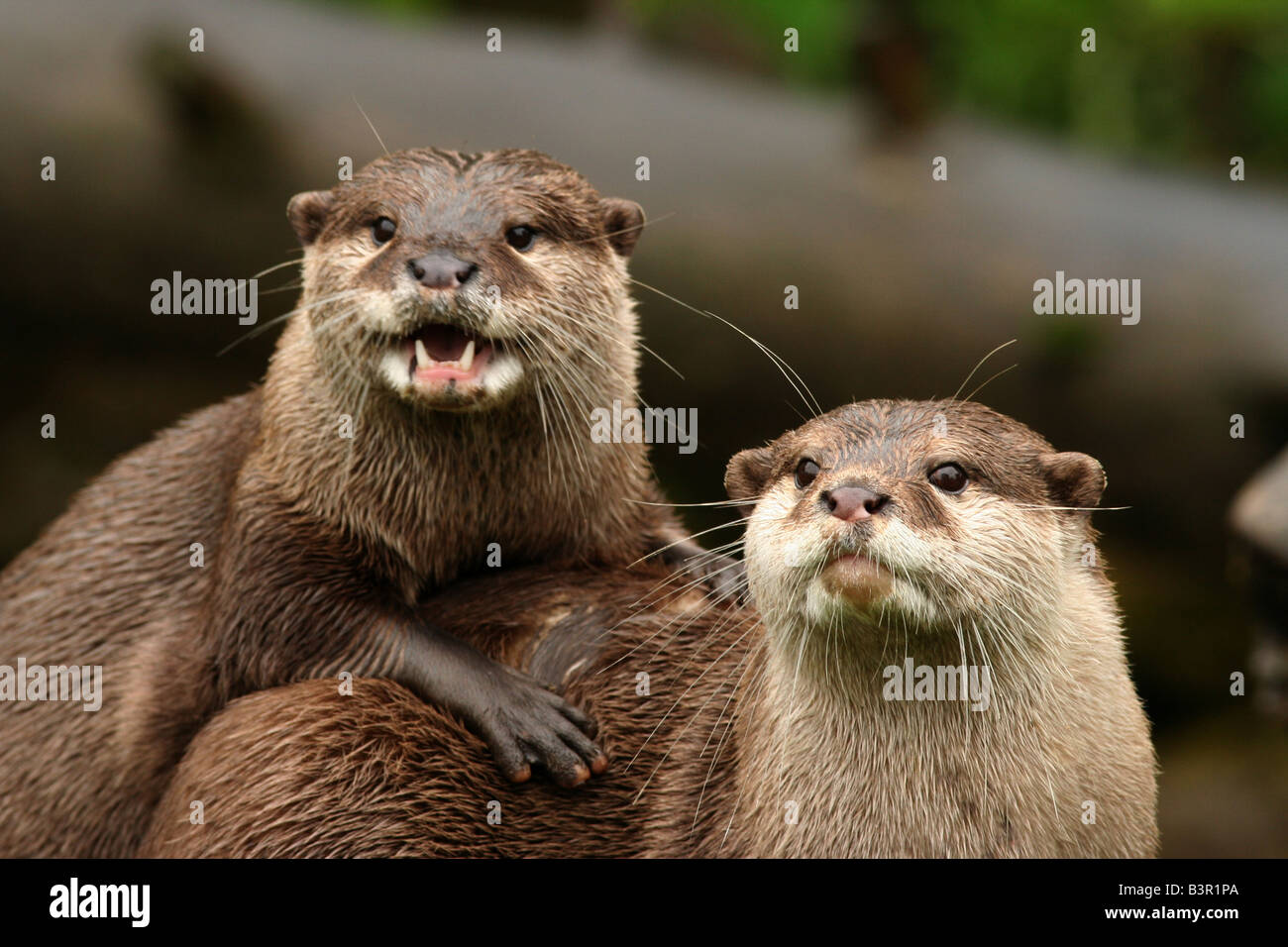 asiatischen kurze Krallen Otter Stockfoto