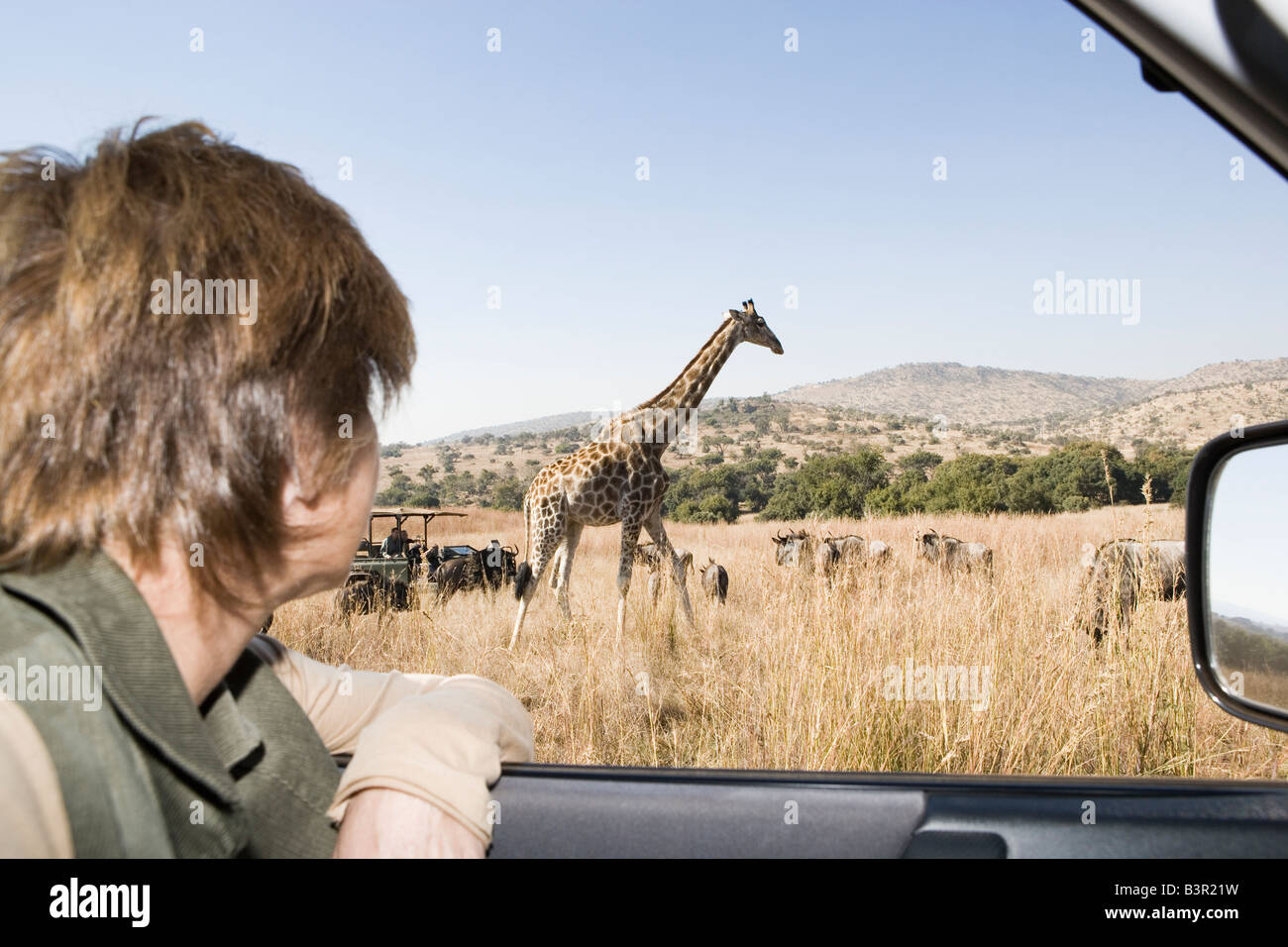 Safari-Fahrzeug mit Touristen, Blick auf Giraffen, Glen Afrique, Gauteng, Südafrika Stockfoto
