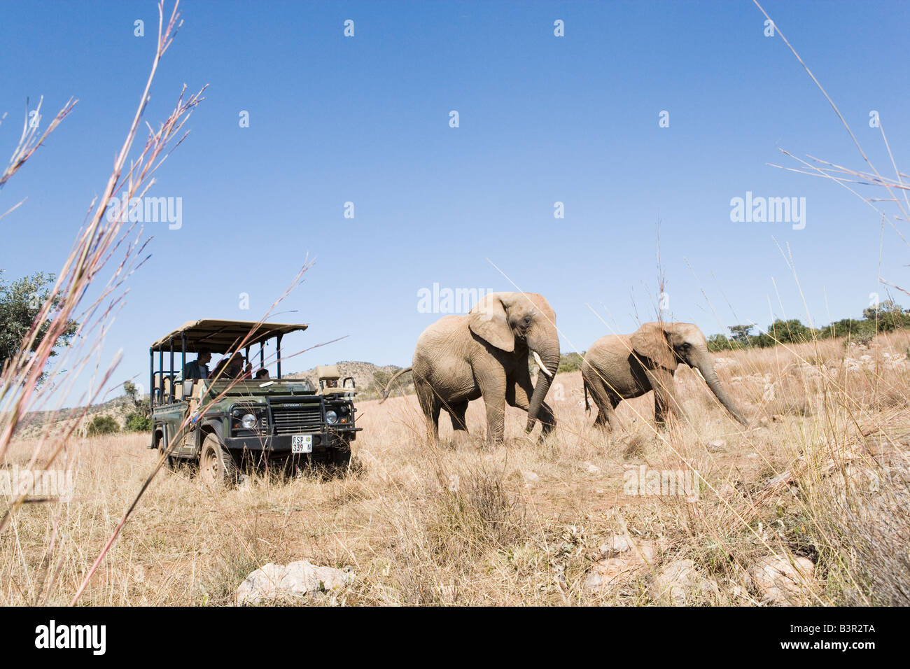 Safari-Fahrzeug mit Touristen, Blick auf Elefanten, Glen Afrique, Gauteng, Südafrika Stockfoto