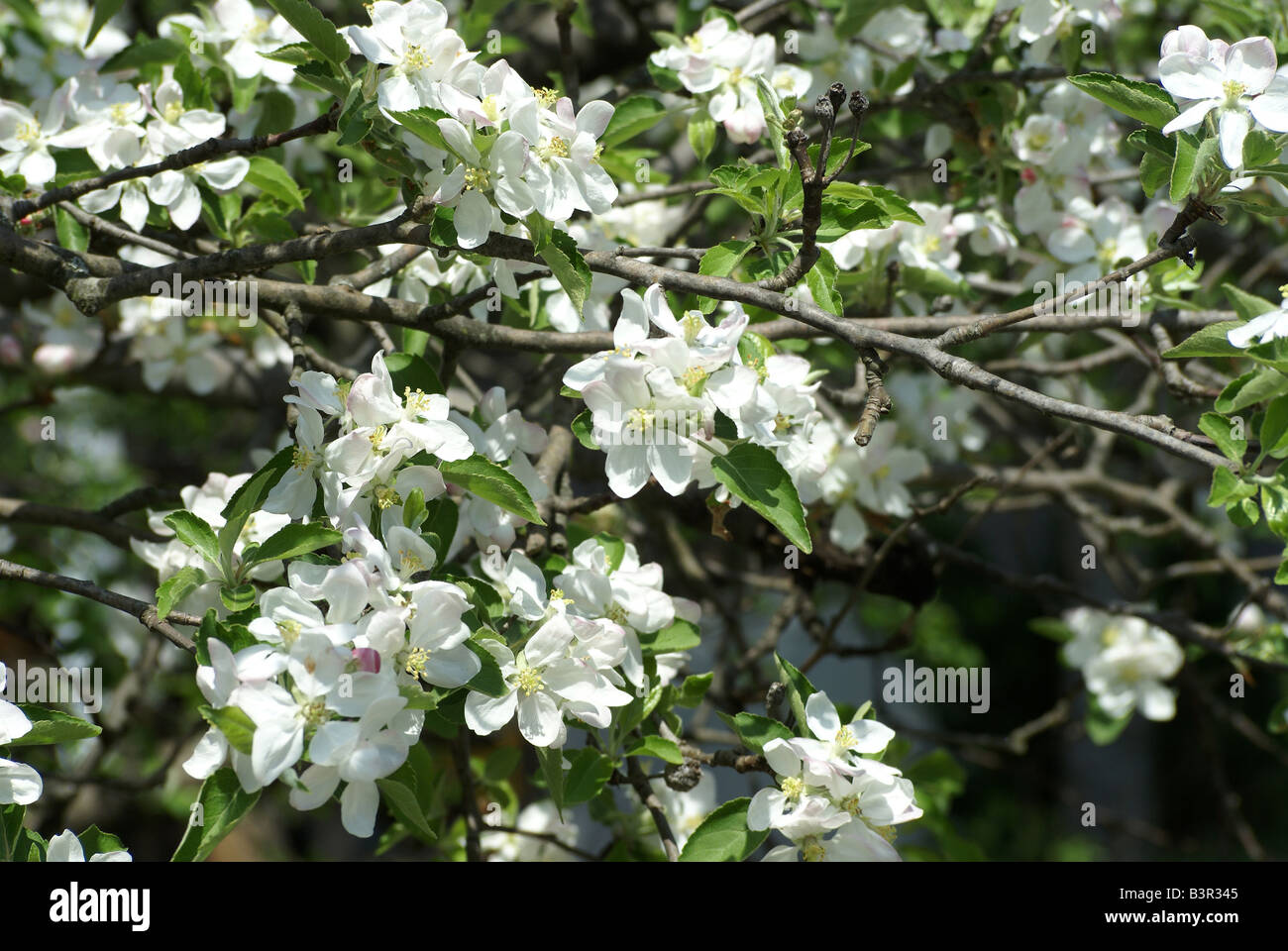 Crab Apple Blossoms Stockfoto