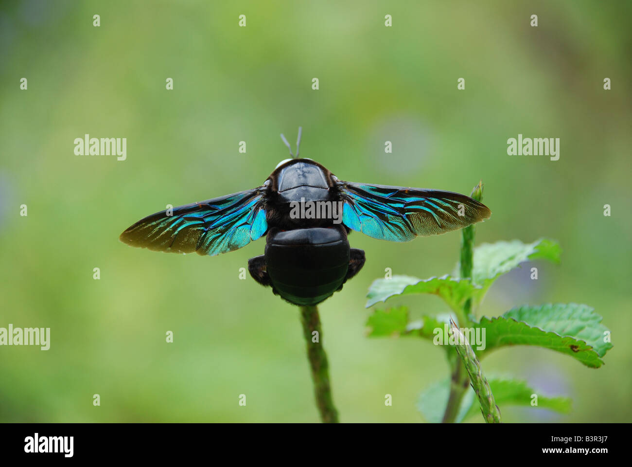 schwarze Fliege sitzt auf einem Busch Stockfoto