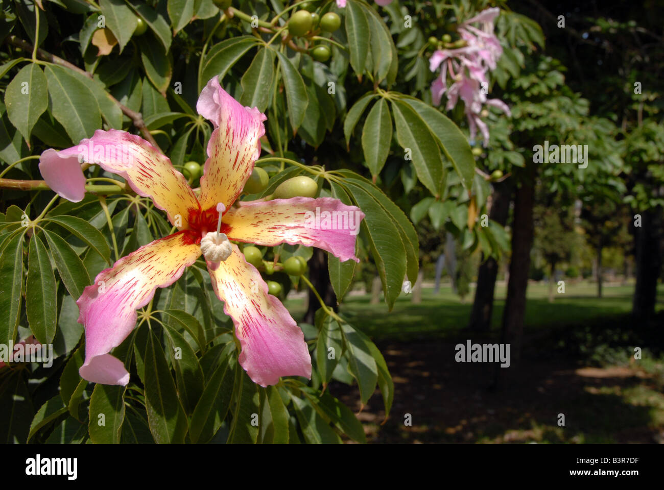 Nahaufnahme der Blüte auf einem Floss Silk Baum oder Ceiba Speciosa im Jardin del Real Viveros in Valencia, Spanien Stockfoto