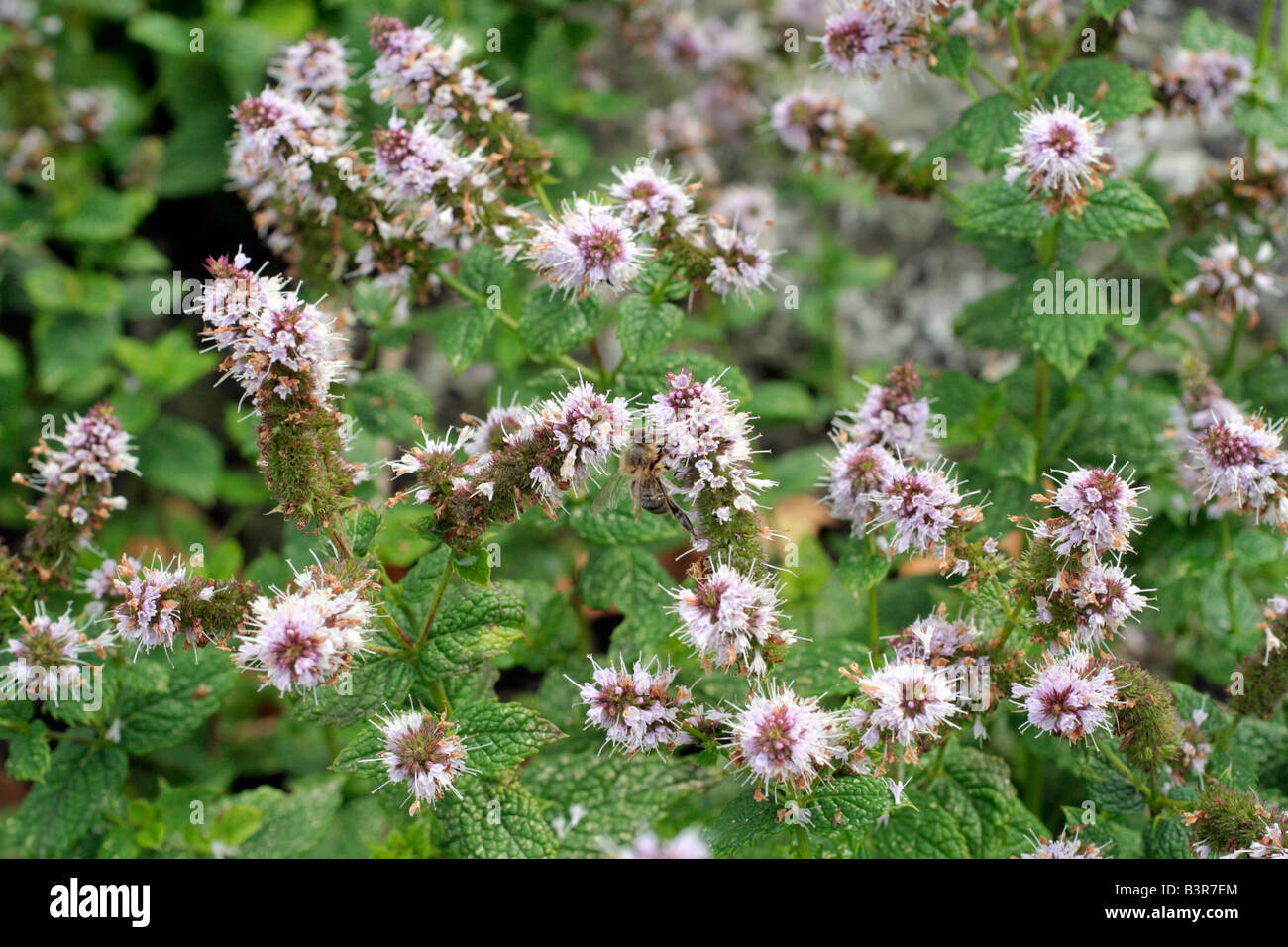 WASSER-MINZE MENTHA AQUATICA Stockfoto