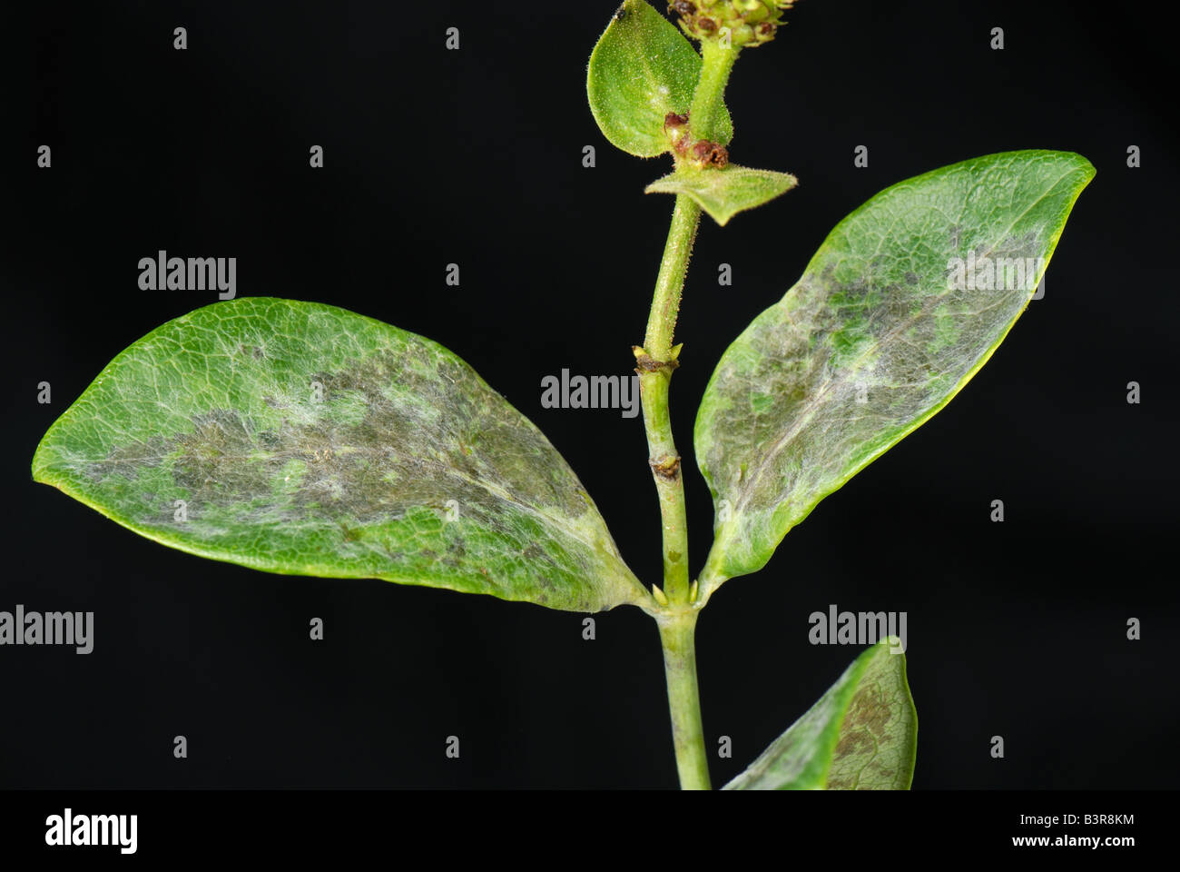 ichthus philodendron Philodendron spiritus sancti (Small Plant 4/5 Leaves, few roots)