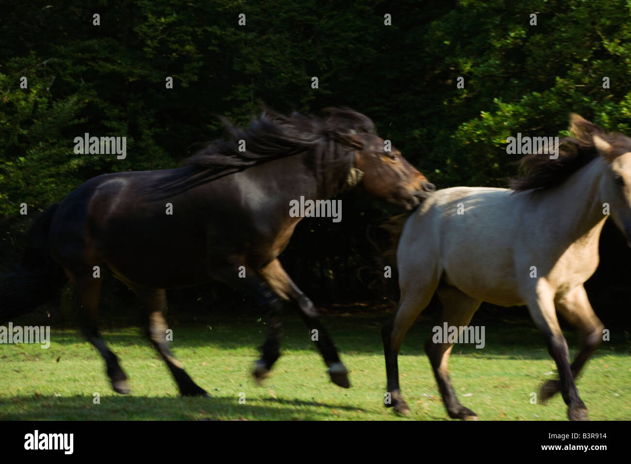 New Forest Pferd Ponys England Stockfoto