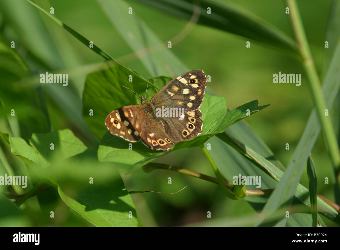 Gesprenkelte Holz Schmetterling Stockfoto