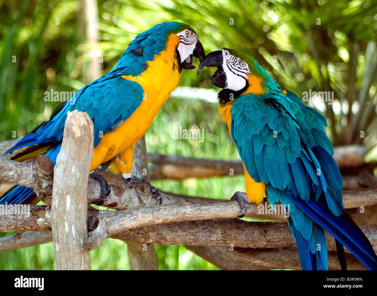 Ein paar gefangen Ara anzeigen Geste und leuchtenden Farben (Ara Ararauna  Stockfotografie - Alamy