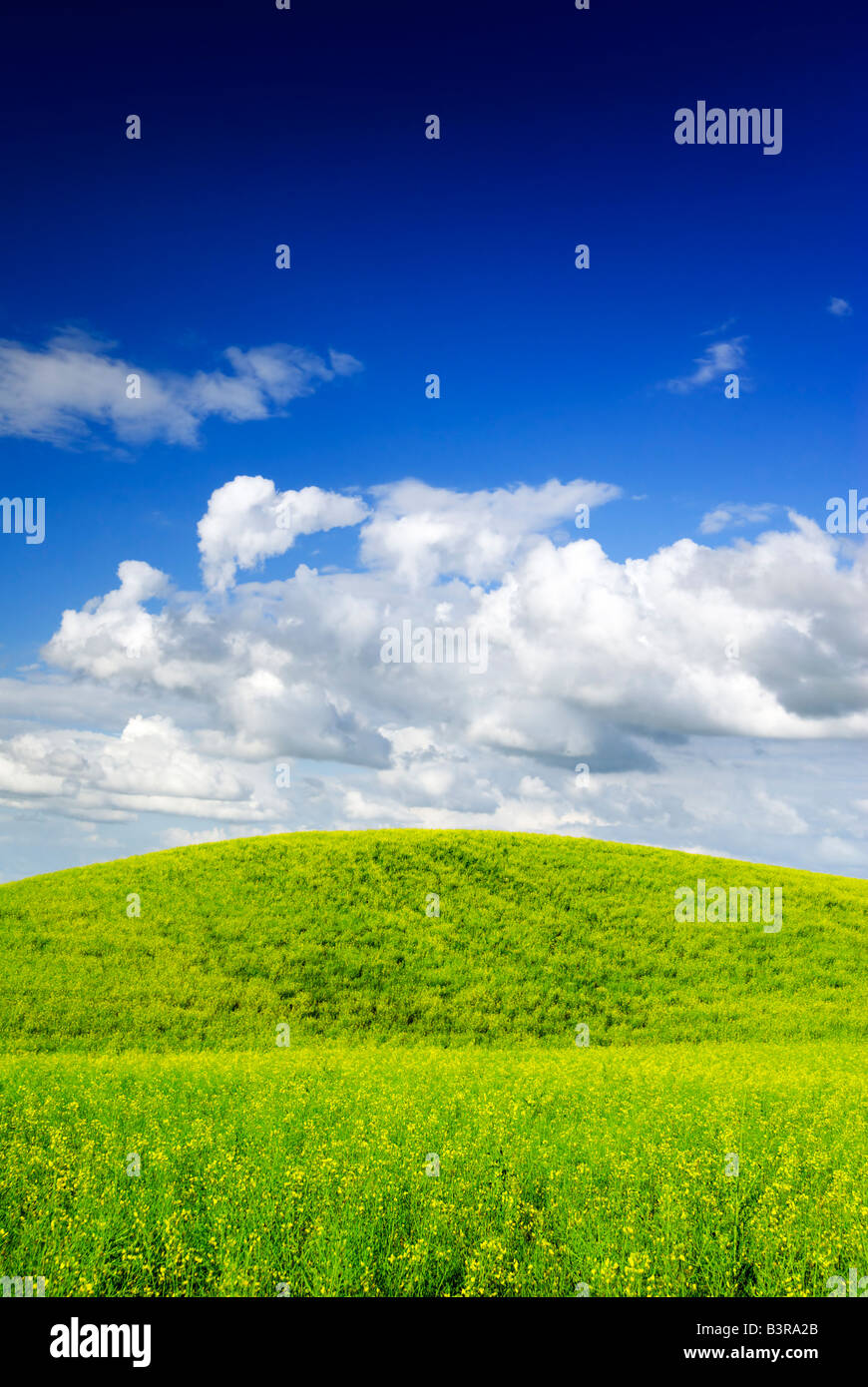 Sommerlandschaft - gesättigten Blick auf Wiese. Europa, Polen. Adobe RGB (1998). Stockfoto